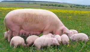 Украинская степная свинья   фото