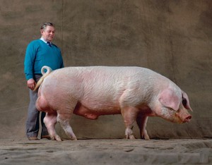 Эстонская беконная свинья  фото