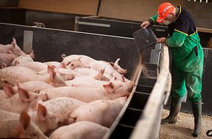 Типы кормления свиней  фото