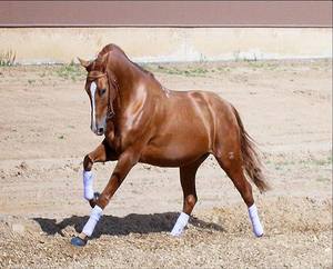 Как выглядит донская лошадь
