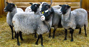 Чем питается романовская порода овец