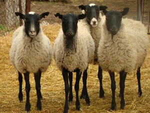Описание породы овец