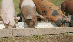 Питание и содержание свиней  фото