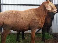 Гиссарская порода овец - особенности и содержание фото
