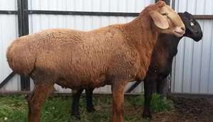 Гиссарская порода овец - особенности и содержание фото