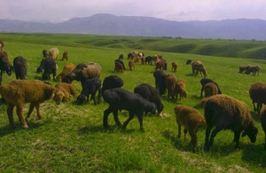 Гиссарская порода овец на горном пастбище фото