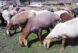 Неприхотливые овцы гиссарской породы фото