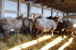 Гиссарская порода овец - особенности содержания фото