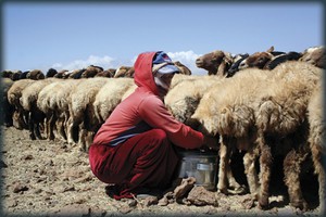 Как доить овец гиссарской породы фото
