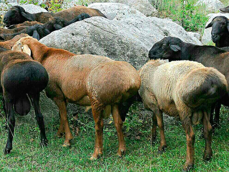 Курдючные овцы гиссарской породы  фото