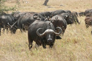 Среда обитания буйволов