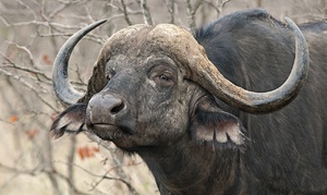 Африканский буйвол - описание жизни