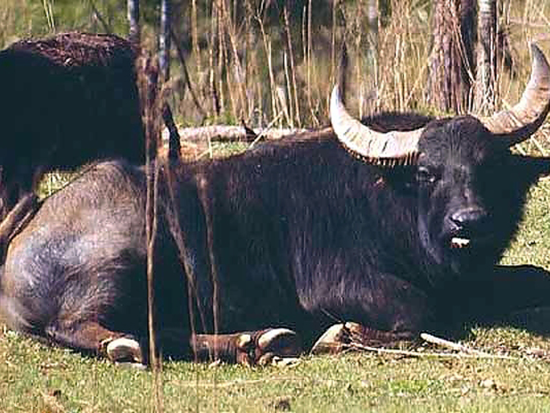 Африканский буйвол в природе