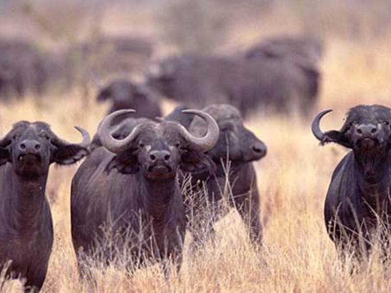 Жизнь африканского буйвола