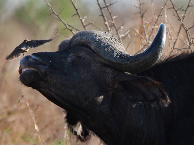 Где обитает африканский буйвол
