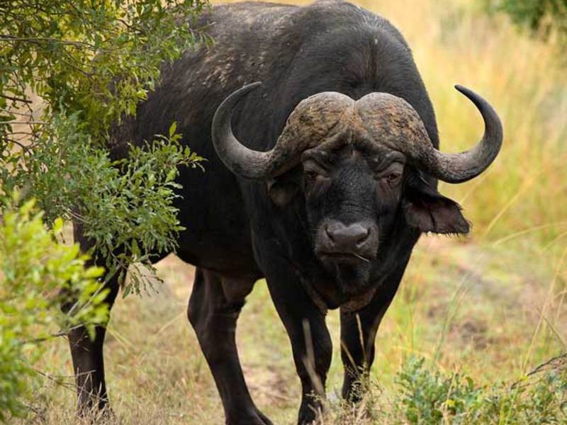 Чем питается африканский буйвол