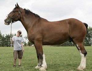 Самые большие лошади в мире