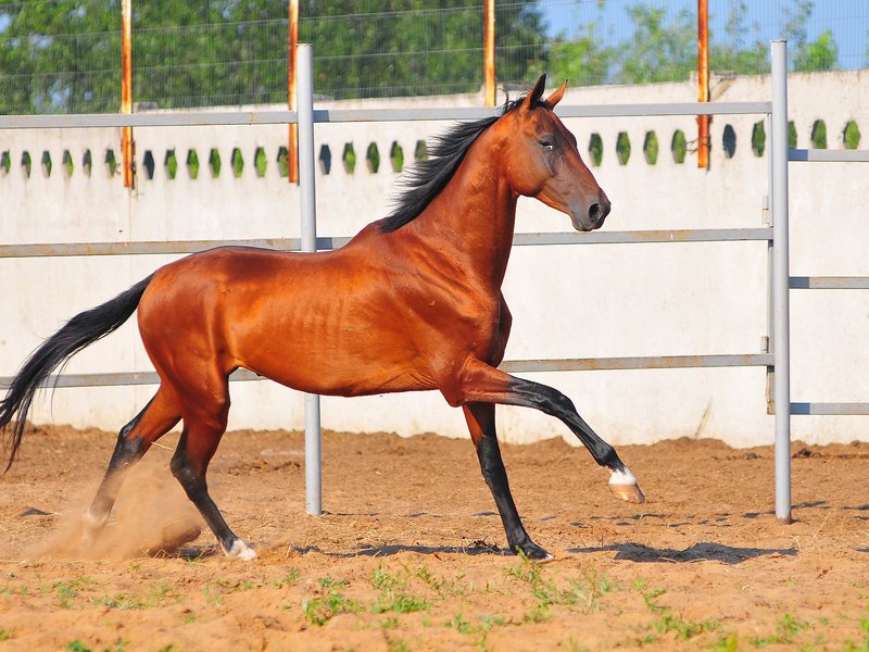 Перечень и описание мастей ахалтекинских лошадей