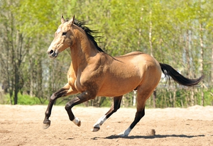 Характеристика породы ахалтекинских лошадей