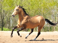 Характеристика породы ахалтекинских лошадей