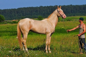История возникновения породы ахалтекинских лошадей