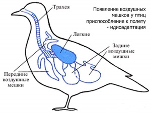 Проблемы дыхательных путей у птиц