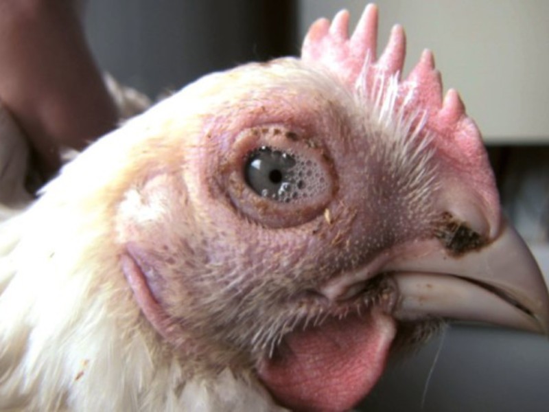 почему у цыплят увеличен желчный пузырь