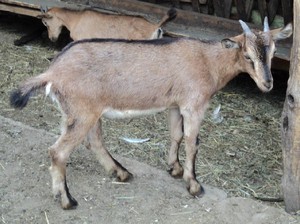 Описание породы коз