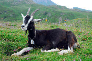 Внешний вид альпийский коз
