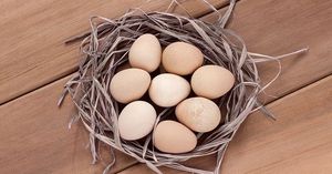 Как употреблять яйца цесарки