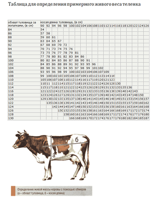 Способ определения веса коровы