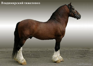 Как выглядит лошадь владимирский тяжеловоз