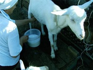 Какое количество молока дает коза