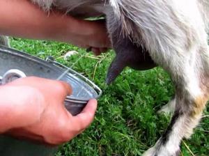 Как доить козу