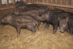 Как кормить свиней кармалов