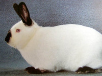 Позвольте представить - калифорнийский кролик фото