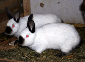 Состояние здоровья кроликов фото