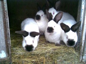 Калифорнийские кролики - кормление фото