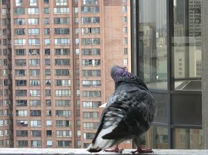 Несколько способов избавления от голубей