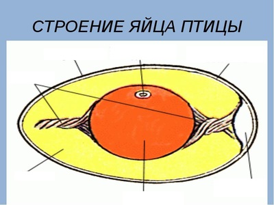 Схема строения яйца курицы