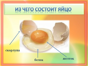 Строение куриного яйца и 