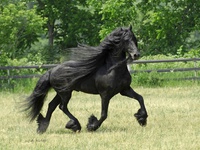 Чёрная жемчужина Фрисландии — фризская порода лошадей фото