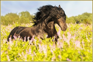 Фризская порода лошадей  фото