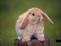 Чем лечить кроликов