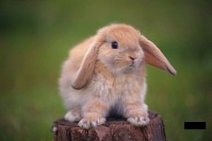 Чем лечить кроликов