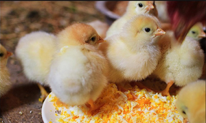 “Эриприм”: инструкция по применению в ветеринарии, пробиотики для цыплят