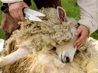 Стрижка овец фото