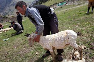 Стриженная овца  фото