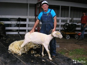 Правильно постриженная овца  фото