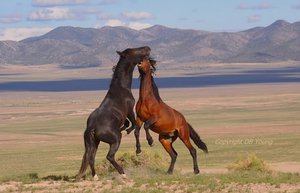 Описание лошадей мустангов